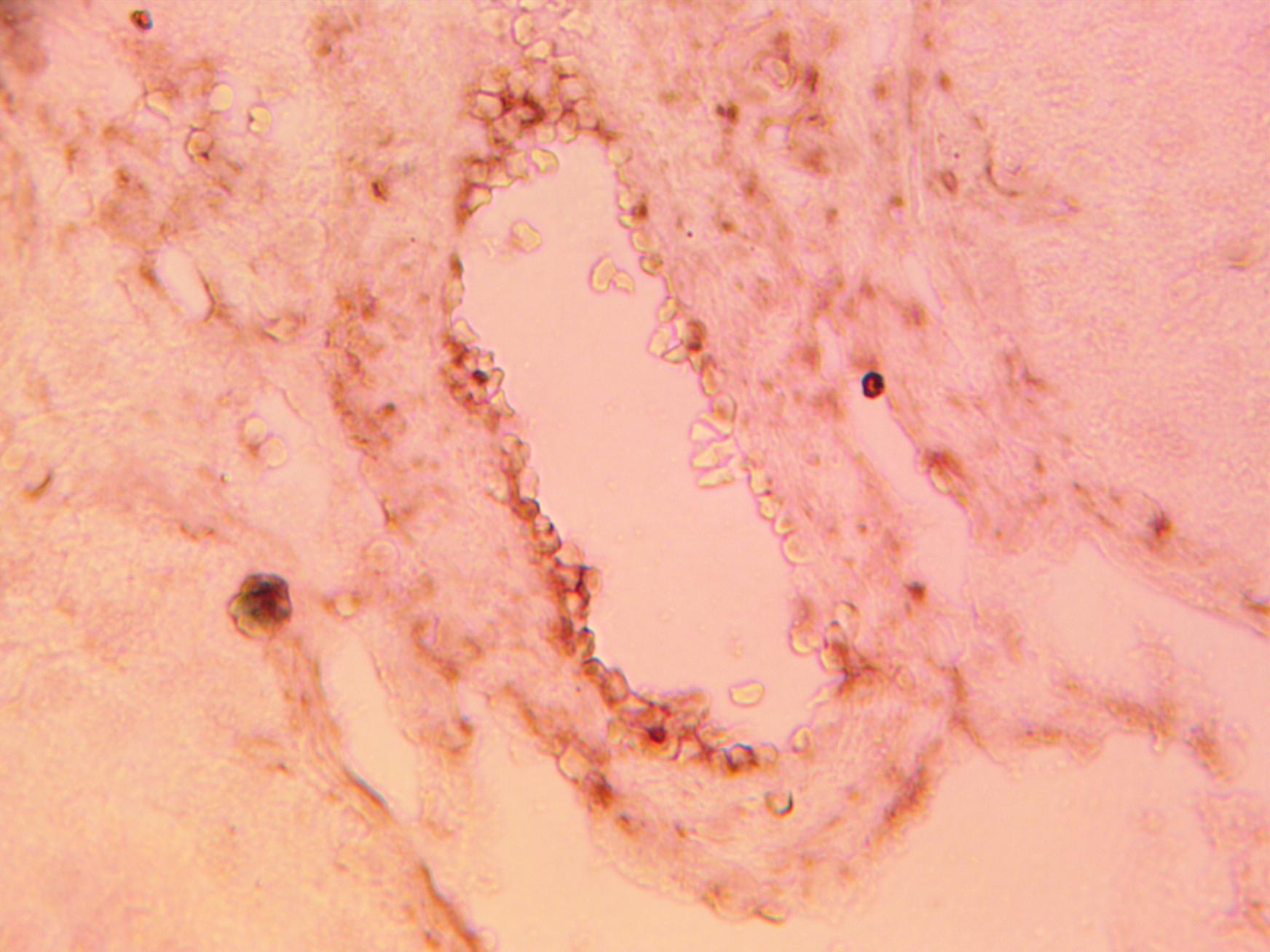 Immunohistochemical staining of normal human testis tissue using BCRP antibody (Cat. No. X2731P) at 10 µg/ml and detected using anti-Rabbit HRP secondary antibody and visualized using DAB substrate and hematoxylin counterstain.